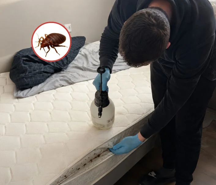 Technicien traitant un matelas contre les punaises de lit à Neuilly-en-Vexin